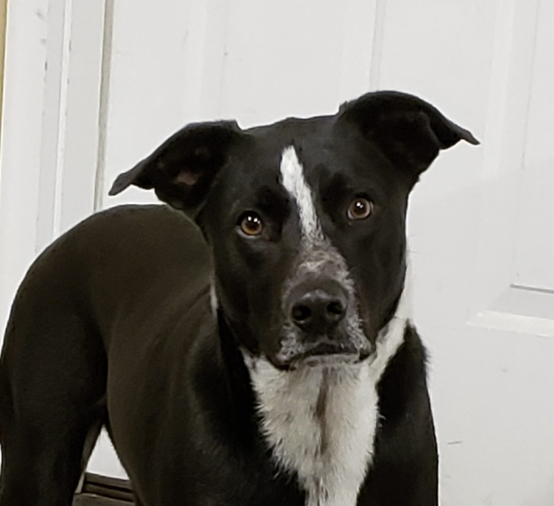 Ace not long after the Rays adopted him at a year old
